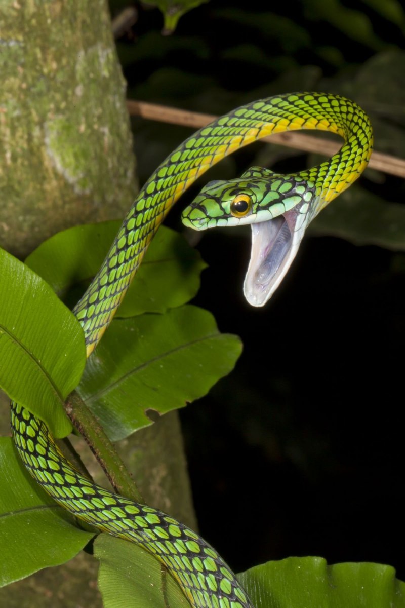Ahaetulla mycterizans