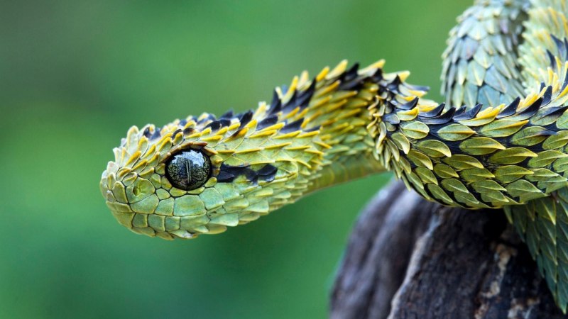 Chrysopelea Paradisi змея