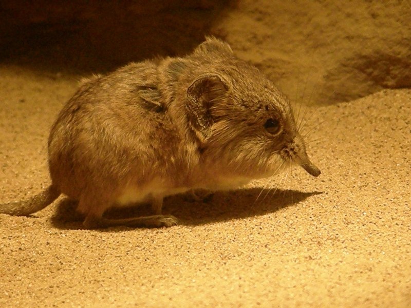 Potamogale Velox