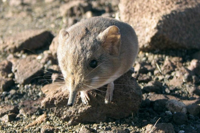 Русская выхухоль Desmana moschata