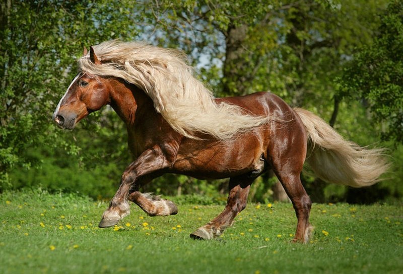 Mane грива