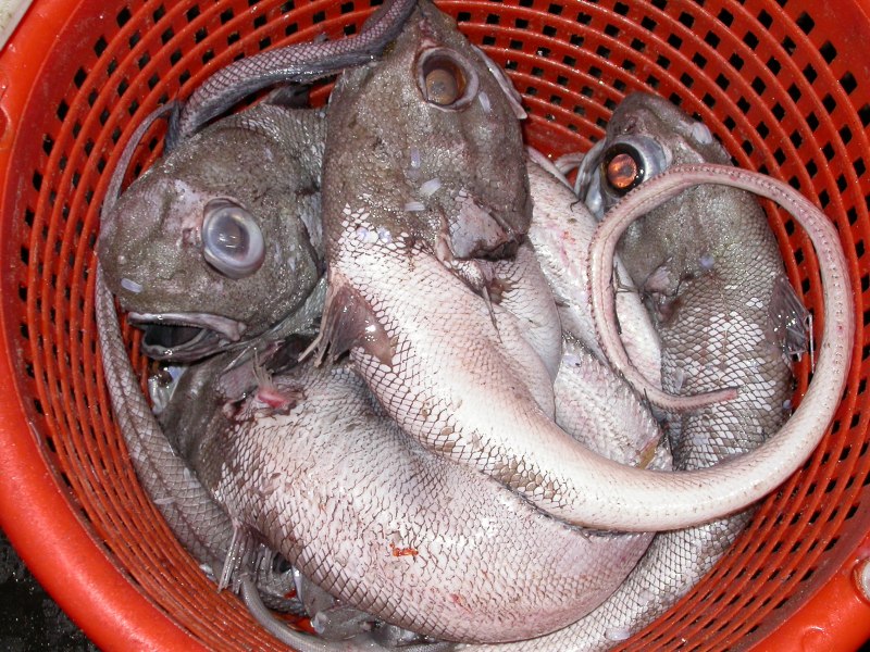 Рыба макрурус кошерная