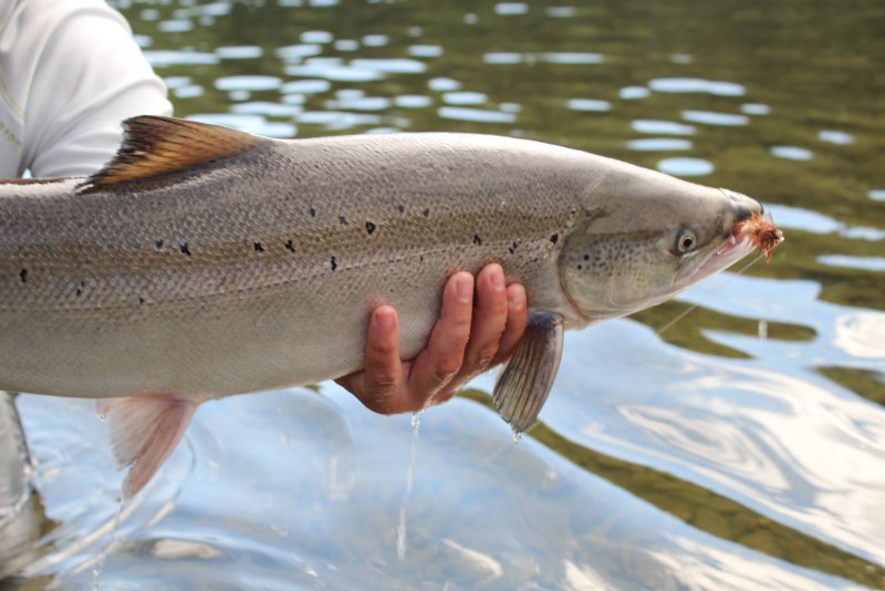 Атлантическая треска (gadus morhua)