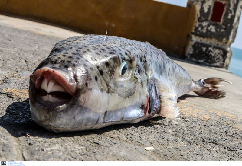 Silurus GLANIS рыба