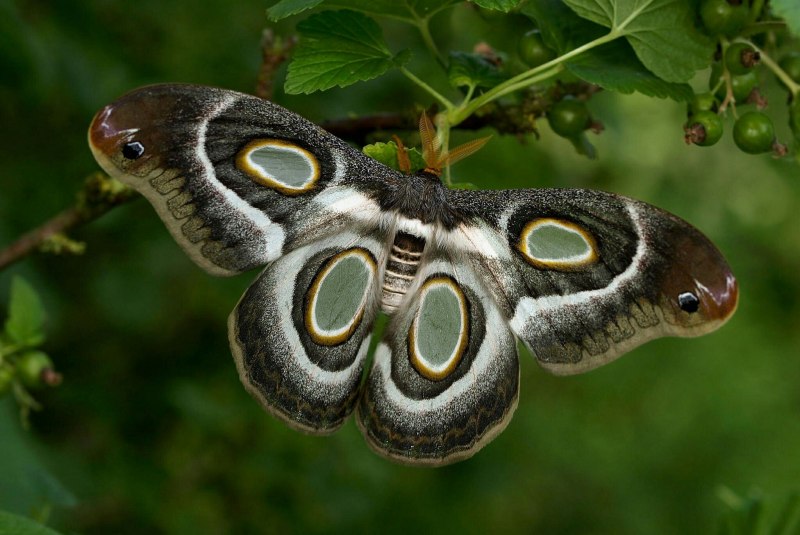 Павлиноглазка атлас Attacus Atlas