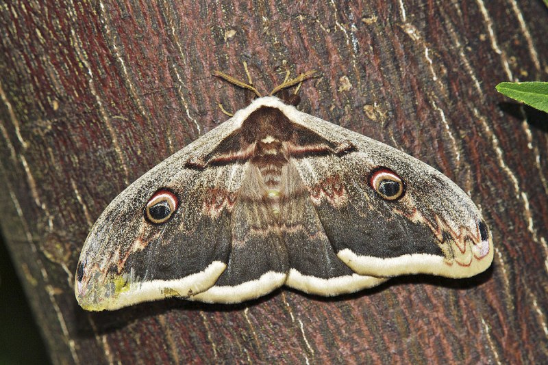 Бабочка Павлиноглазка (Emperor Moth)