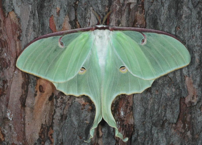 Бабочка Saturnia Pavonia