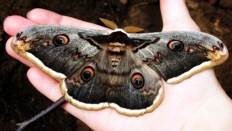 Attacus Atlas бабочка