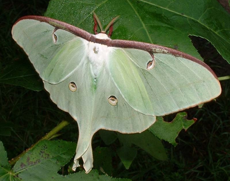 Сатурния Луна (Actias Luna)