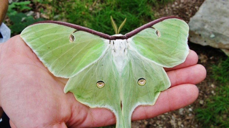 Сатурния-Полифема (Antheraea Polyphemus)
