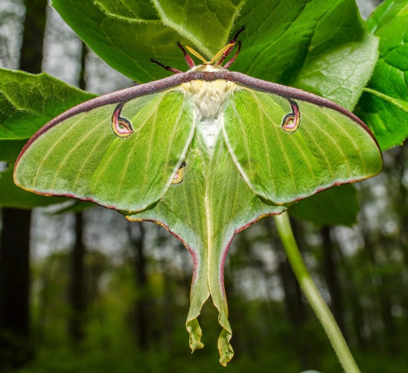 Actias Luna бабочка