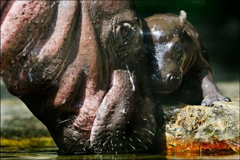 Гиппопотамы (Hippopotamus amphibius),