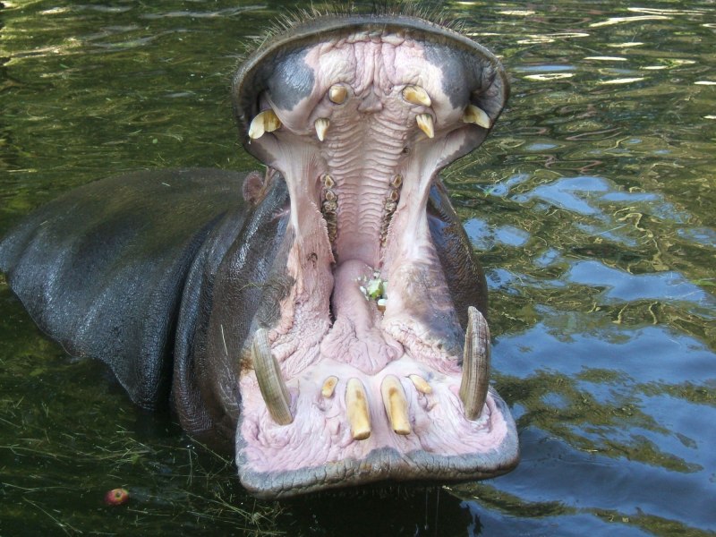 WATERCAR Gator