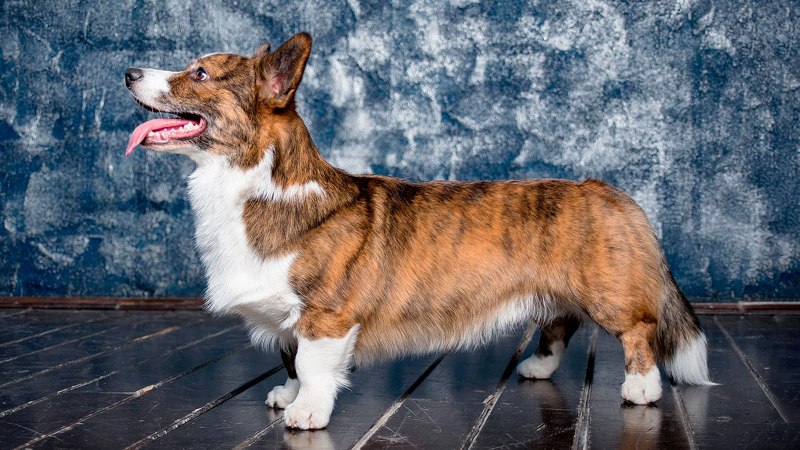 FORMYDOGS вельш корги