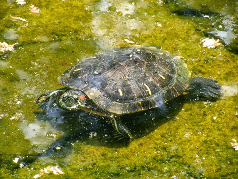 Водные черепахи