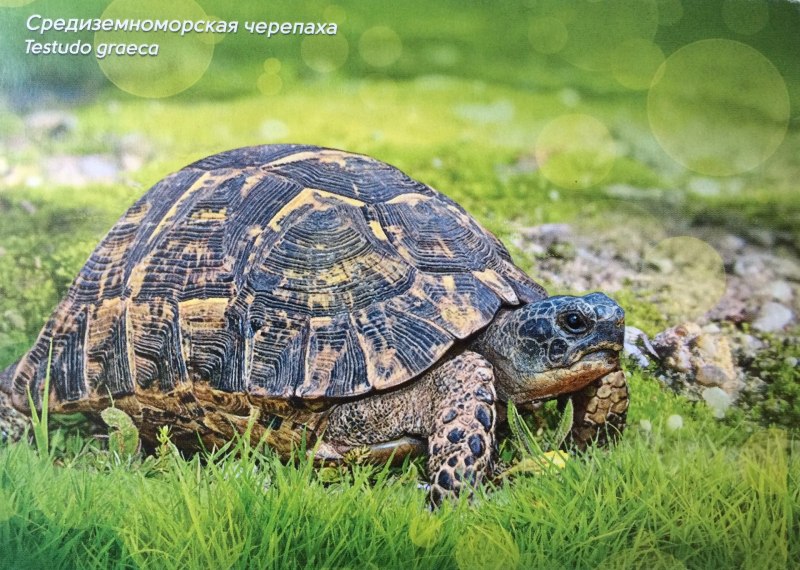 Самая быстрая черепаха