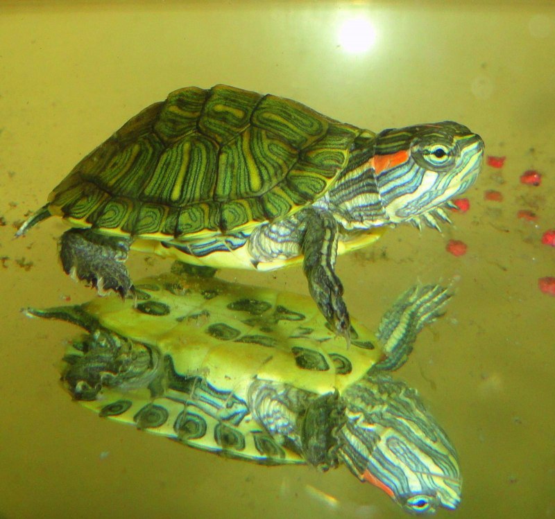 Средиземноморская черепаха Testudo Graeca