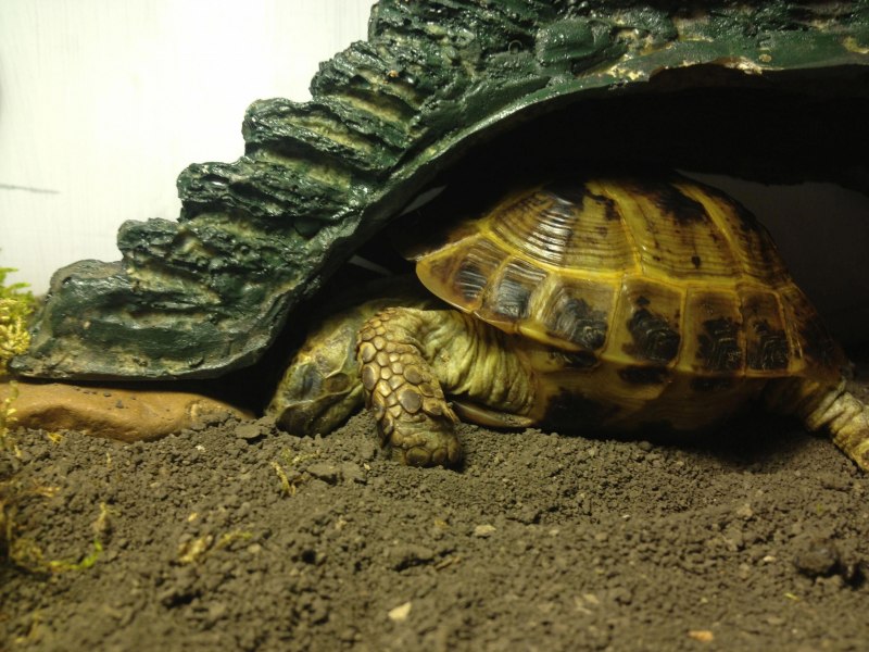 Mauremys reevesii