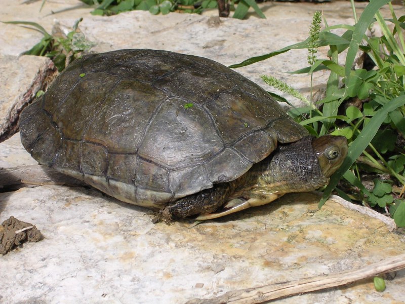 Черепах mauremys caspica (Каспийская черепаха)