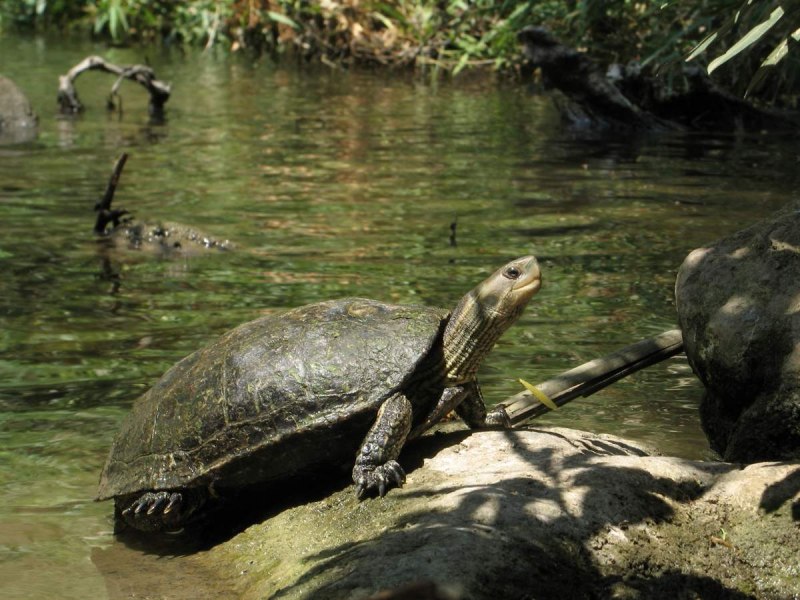 Mauremys caspica