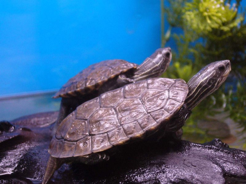 Mauremys caspica