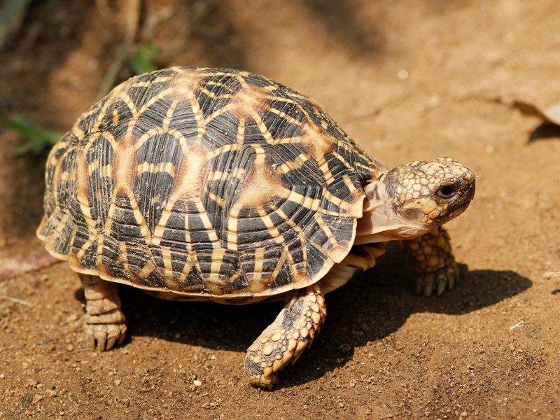 Кожистая черепаха Dermochelys coriacea