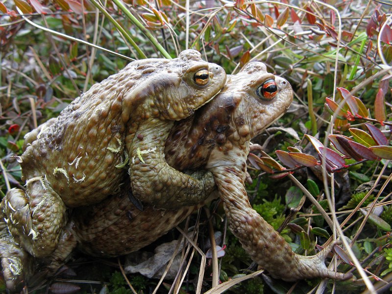Обыкновенная жаба (Bufo Bufo)