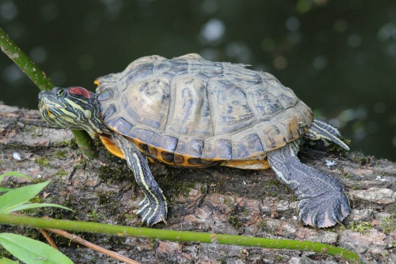 Кожистая черепаха Dermochelys coriacea