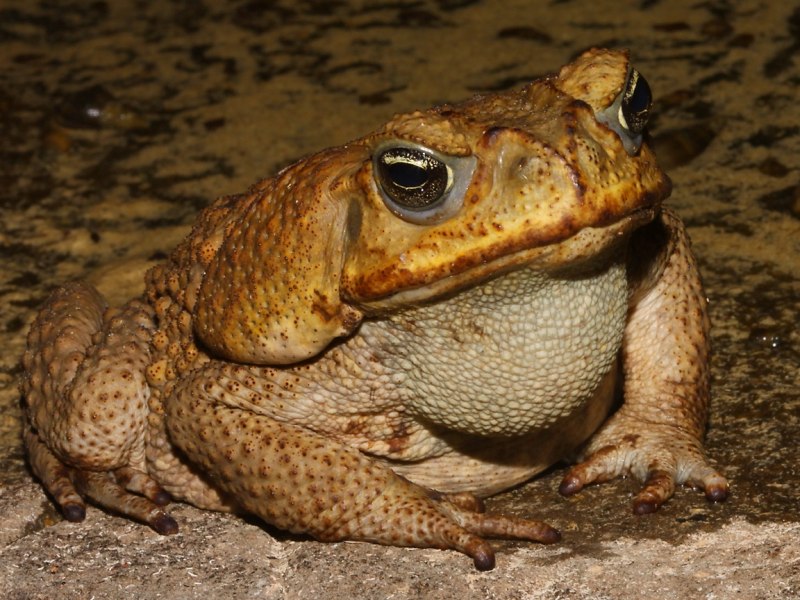 Буфо Маринус