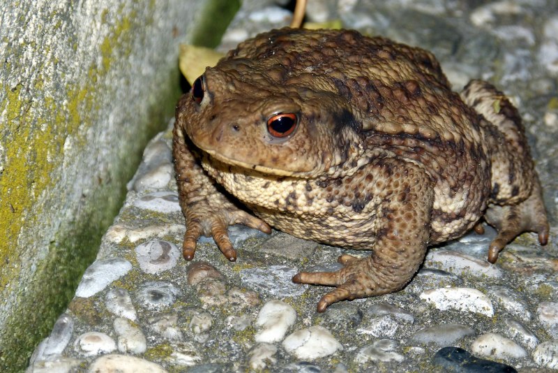 Обыкновенная жаба (Bufo Bufo)