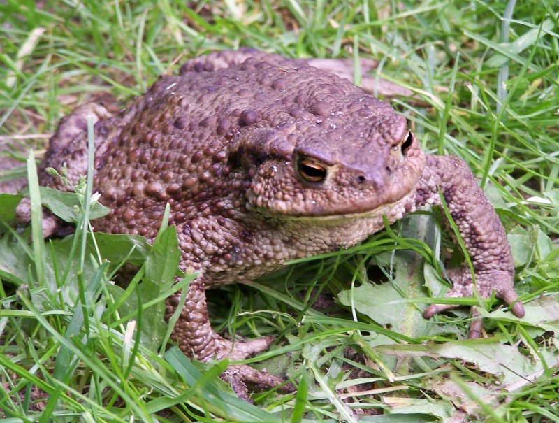 Обыкновенная жаба (Bufo Bufo)