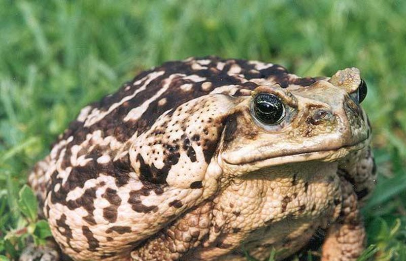 Жаба ага Bufo Marinus