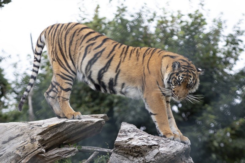 Малайский тигр (Panthera Tigris Jacksoni)