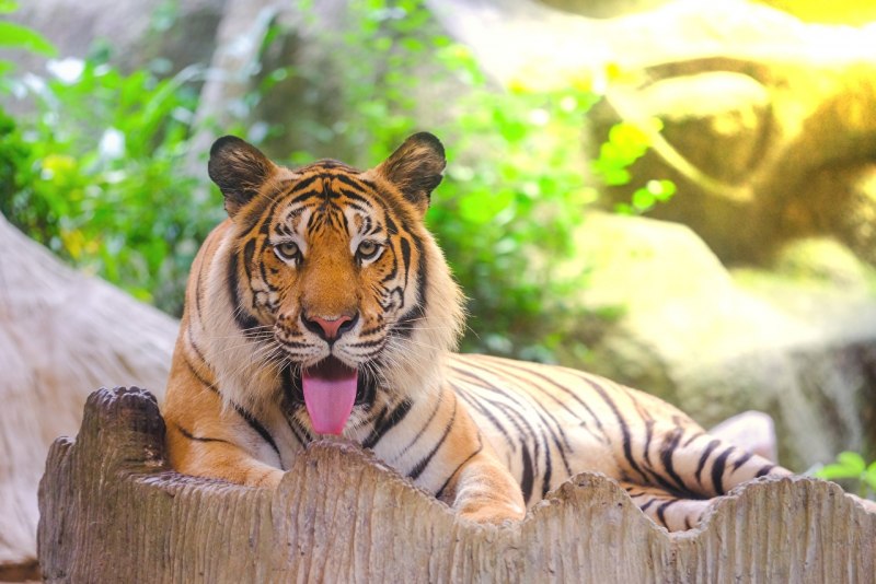 Индокитайский тигр (Panthera Tigris corbetti)