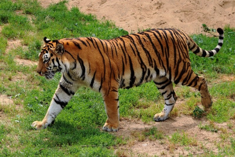 Tiger Spring