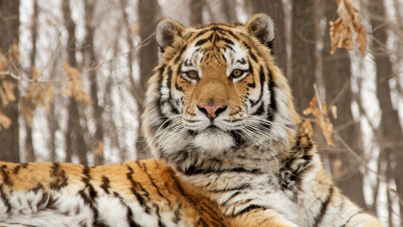 Амурский тигр альбинос