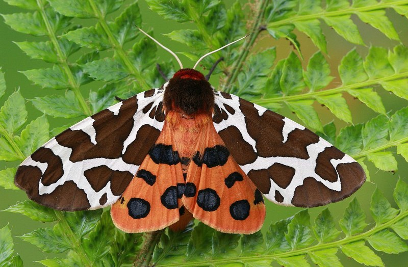 Arctiinae бабочка Медведица гусеница