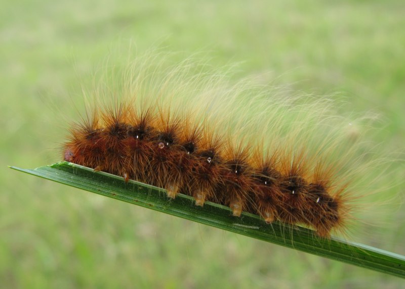 Papilio clytia бабочка