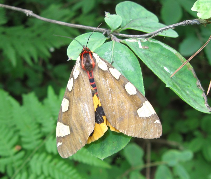 Hypercompe scribonia