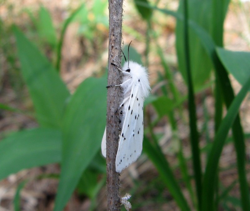 Spilosoma lubricipeda гусеница