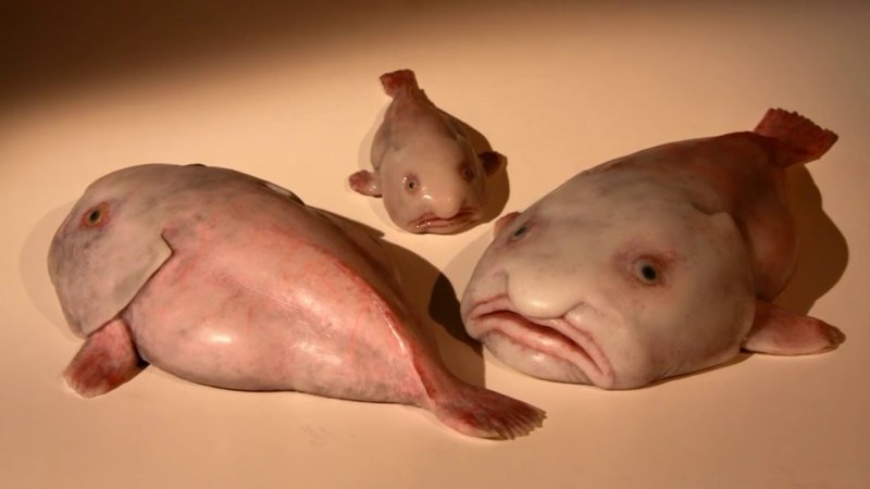 FISHMOLEY