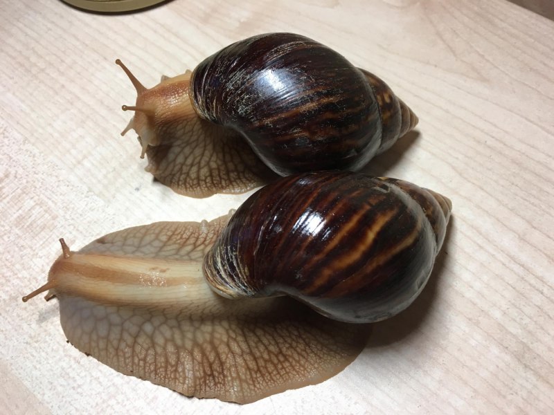 Achatina stuhlmanni