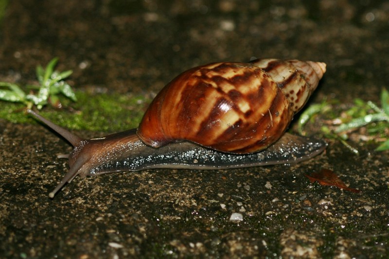 Ахатина гигантская Achatina Fulica