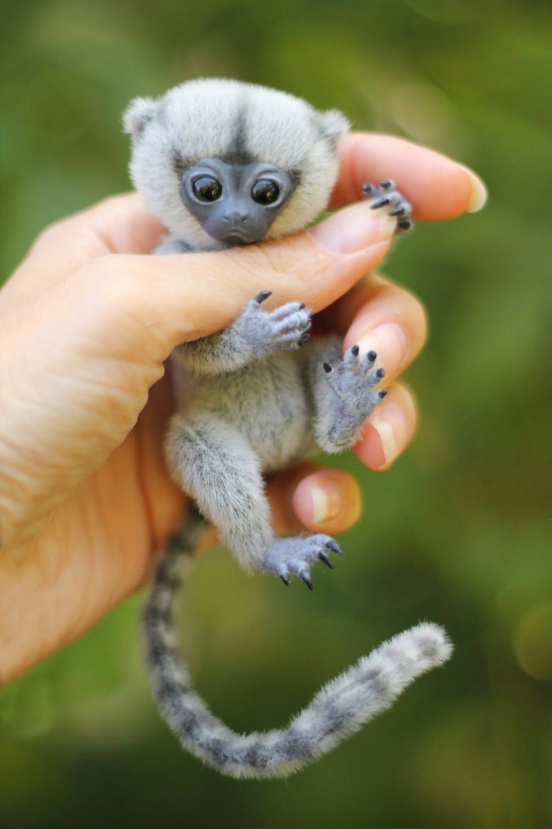 Cebuella pygmaea
