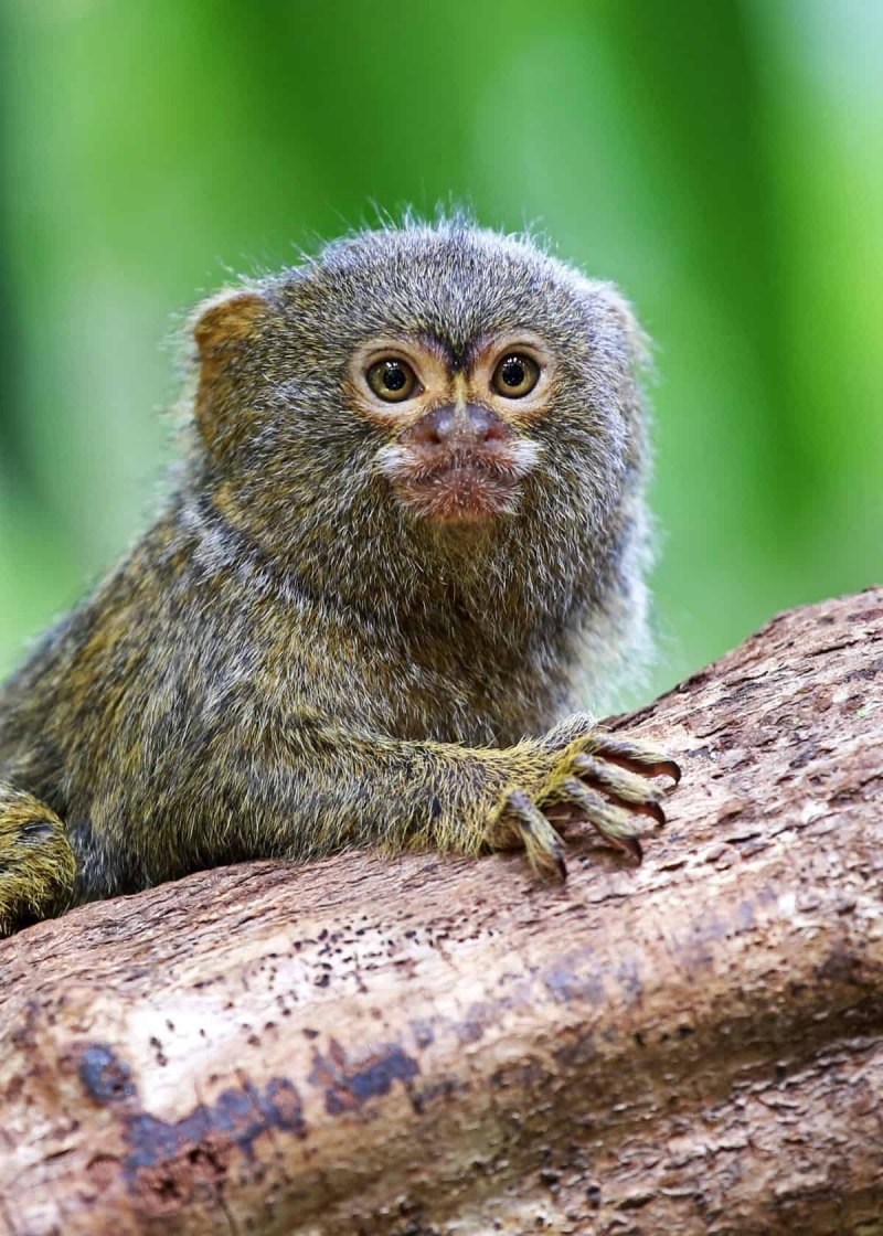 Marmoset picture for Kids