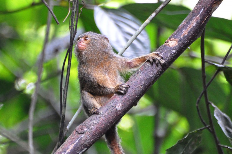 Cebuella pygmaea