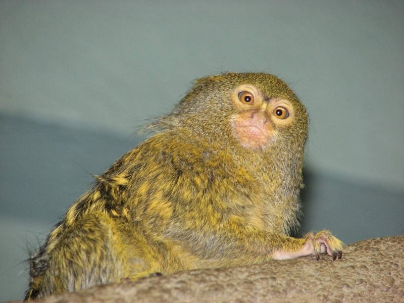 Cebuella pygmaea