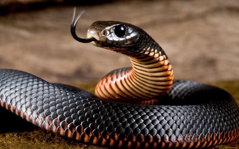 Naja nigricincta