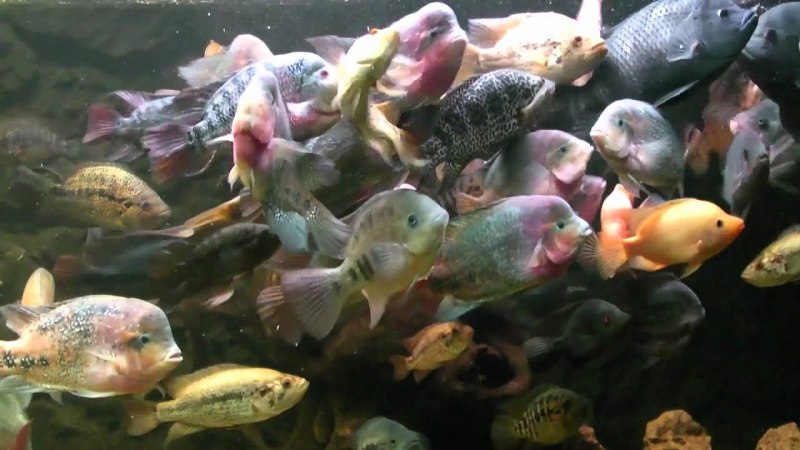 Crock$Fish Тбилиси