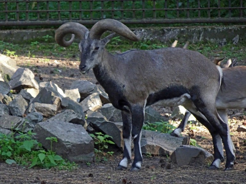 Pseudois nayaur